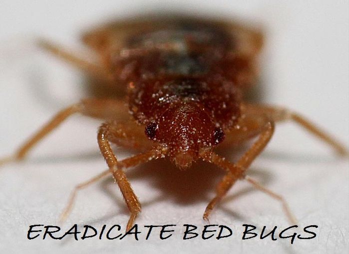 Eradicate Bed Bugs NYC